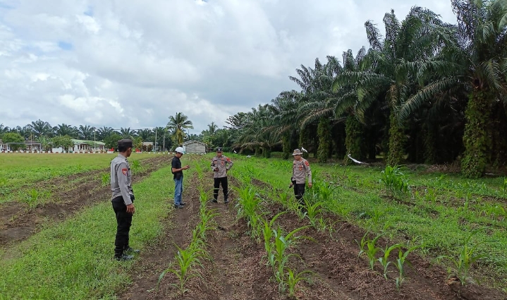 Kapolsek Sungai Rotan Pantau Perkembangan Jagung Hibrida