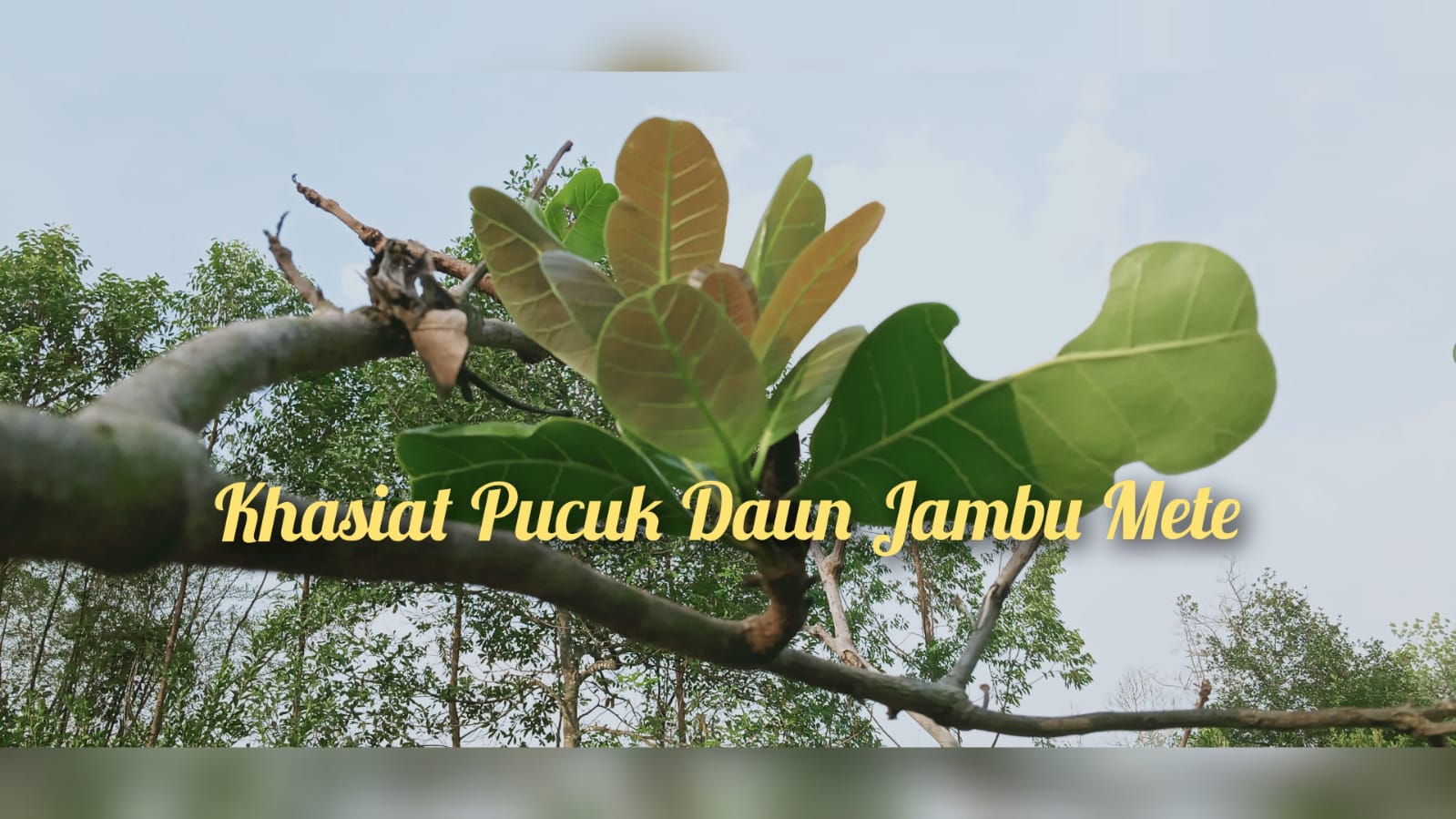 Apa Sih Khasiat Pucuk Daun Jambu Mete yang Sering Dijadikan Lalapan saat Makan Nasi? 