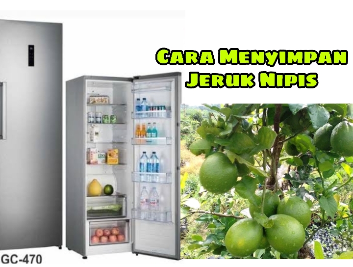 Tahan Hingga 2 Bulan! Begini Cara Benar Menyimpan Jeruk Nipis Agar Tidak Kering dan Menguning, Yuk Coba!