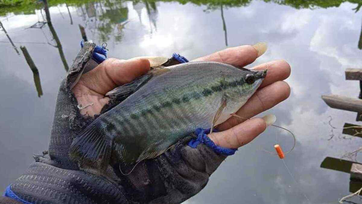 Ragam Manfaat Ikan Sepat untuk Kesehatan yang Jarang Diketahui