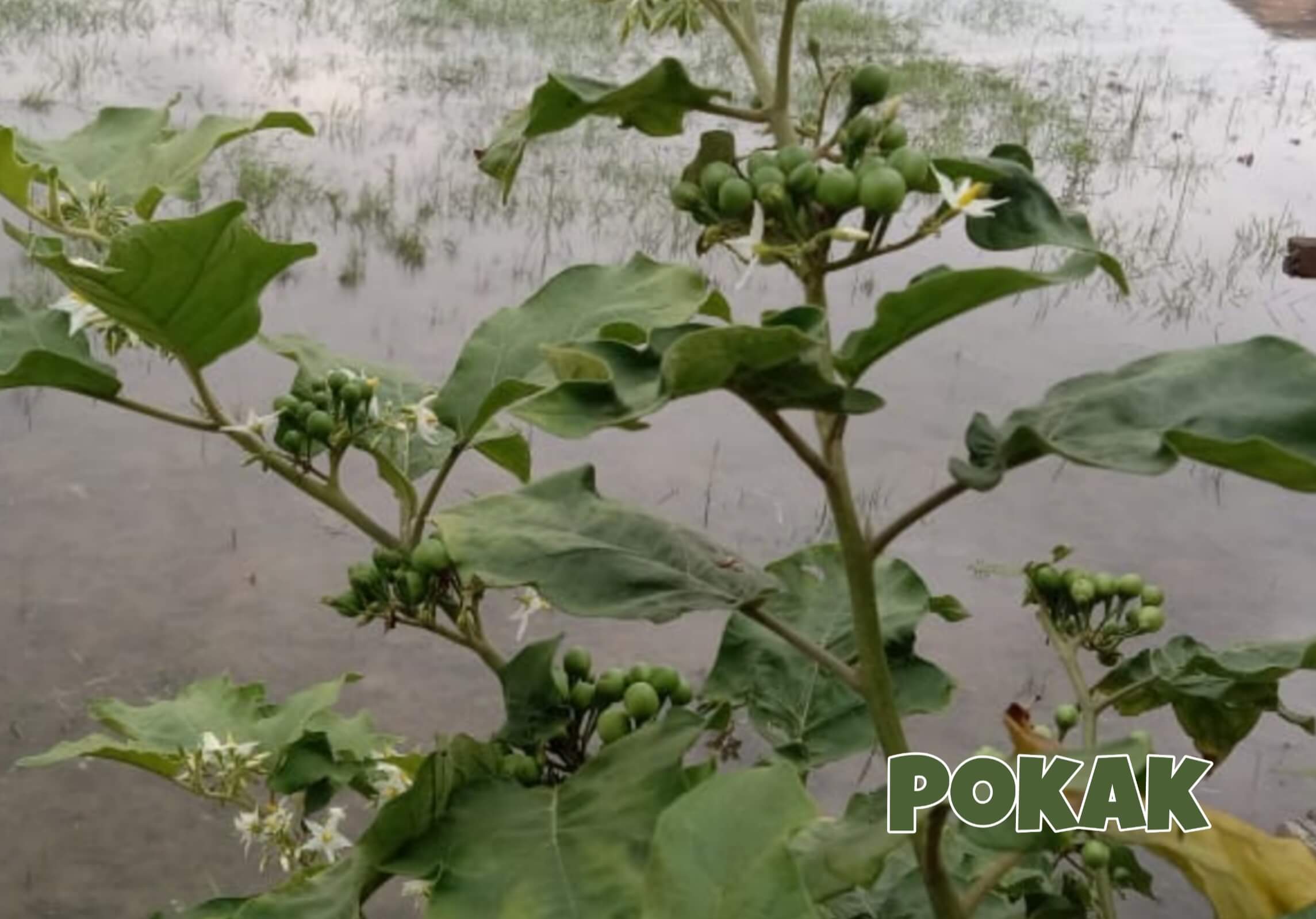 Bukan Saja Ampuh untuk Pengobatan Mata, Ini Khasiat Lain Buah Pokak, Yuk Jangan Ragu Dikonsumsi Saja