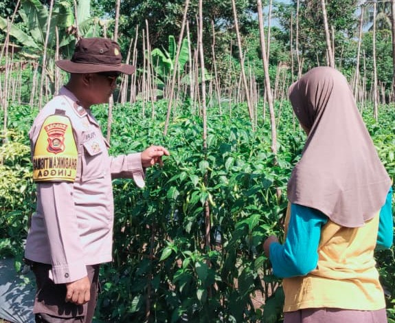 Bhabinkamtibmas Monitoring Tanaman Cabai Program Ketahanan Pangan Desa Lingga