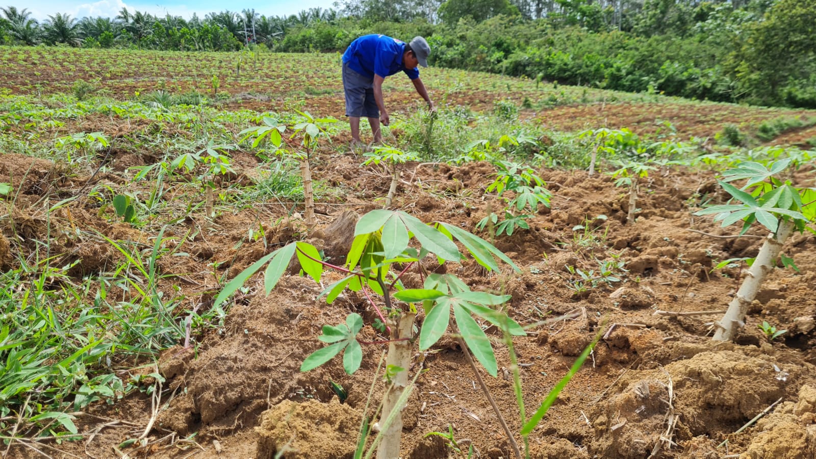 Harga Getah Terus Mengalami Penurunan? Petani Karet di PALI Sumsel Mulai Beralih Fungsi, ini yang Dilakukannya