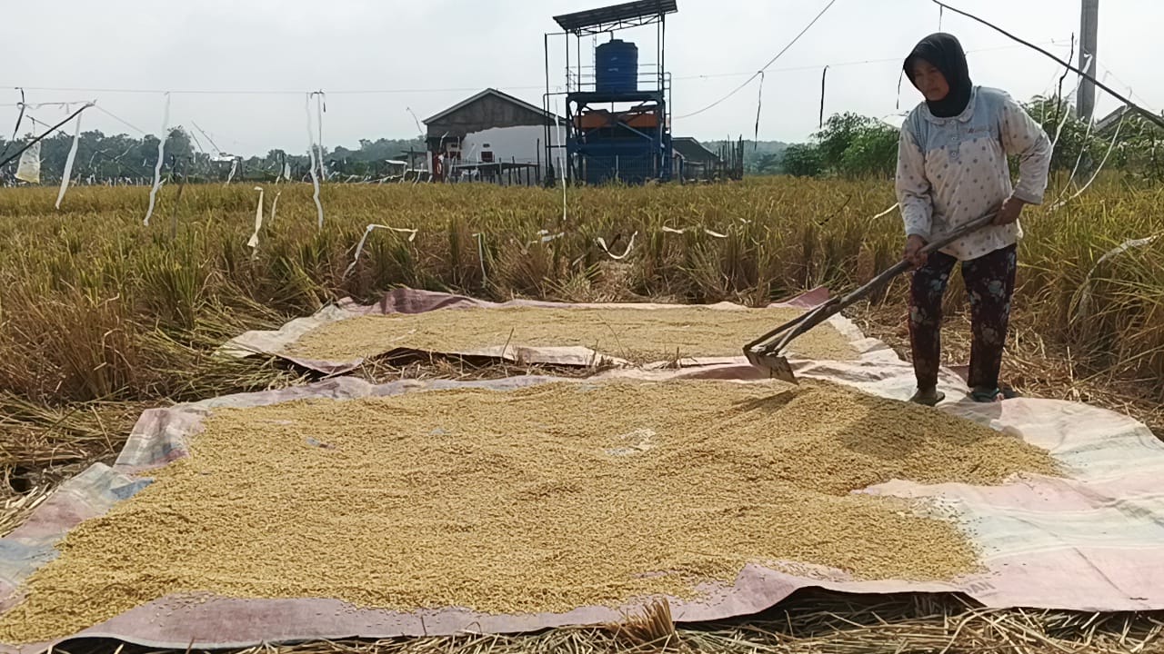 Kemarau Panjang, Petani di Muara Enim Terancam Gagal Panen