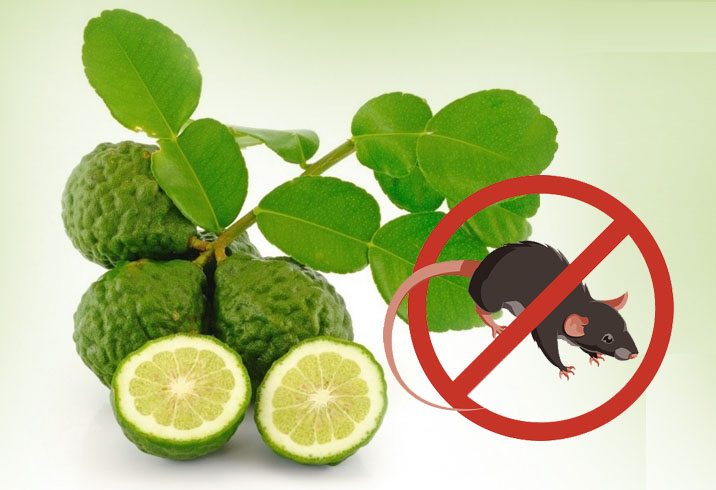 Cara Jitu Usir Tikus! Hanya dengan Daun Jeruk Nipis Dijamin Tikus Tidak Akan Kembali Lagi, Begini Caranya