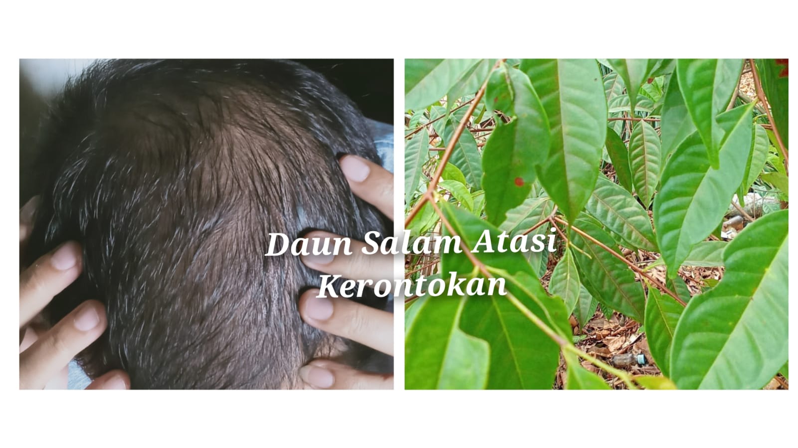 2 Cara Menggunakan Daun Salam Agar Rambut Hitam dan Lebat