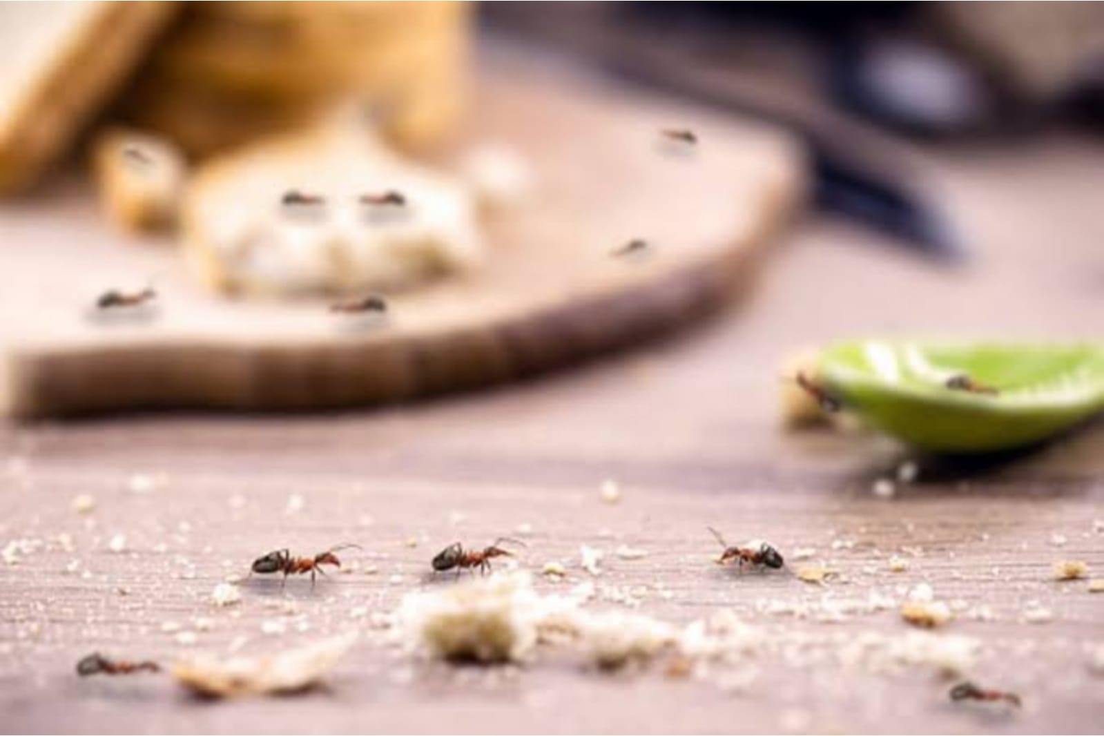 Cara Efektif Agar Semut Tidak Naik ke Meja Makan, Hanya Pakai Bahan Dapur, Makanan Dijamin Aman