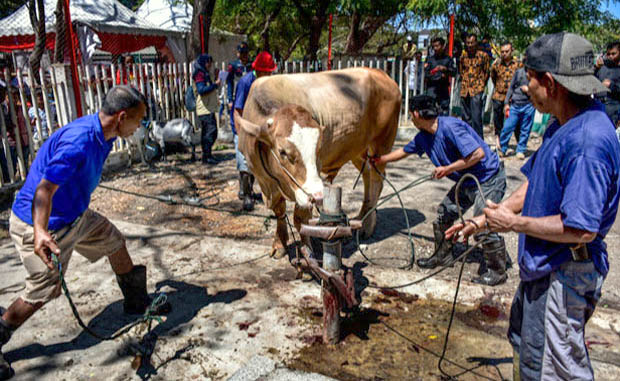 Wajib Tahu! Ini Beberapa Larangan Bagi Panitia Kurban, Nomor 3 Sering Terjadi