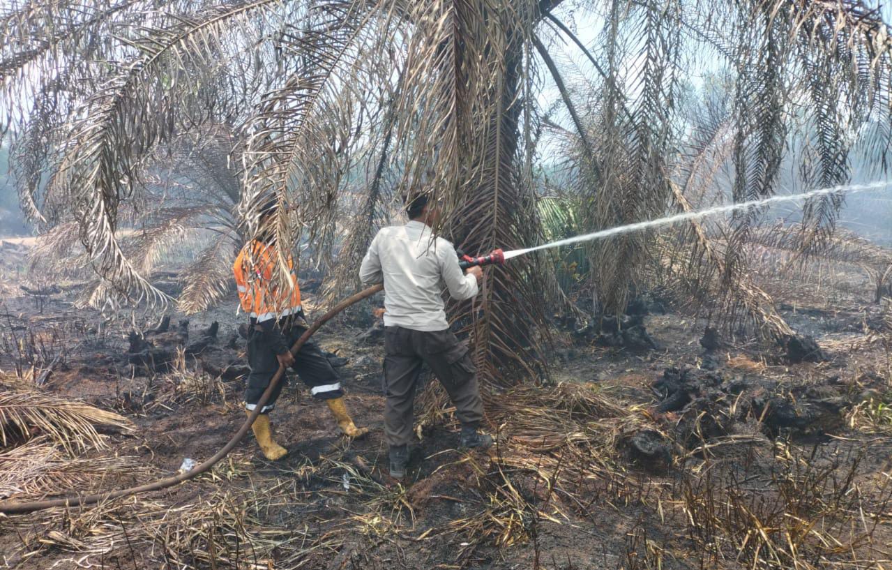 Tim Gabungan Berjibaku Padamkan Kebakaran di Kebun Sawit Seluas 7 Hektare
