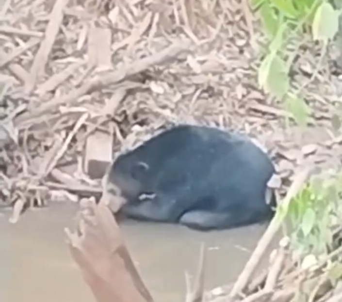 Viral di Media Sosial, Beruang Hitam Muncul 2 Hari di Sungai Rambang Muara Enim