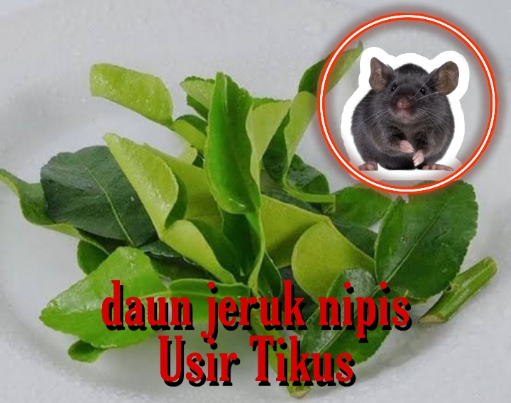 Daun Jeruk Nipis dan Kulit Jeruk Ampuh Usir Tikus, Dijamin Anti Gagal! Seperti Ini Caranya