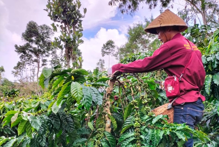 Di Penghujung Tahun 2024, Kopi Semende Turun Harga