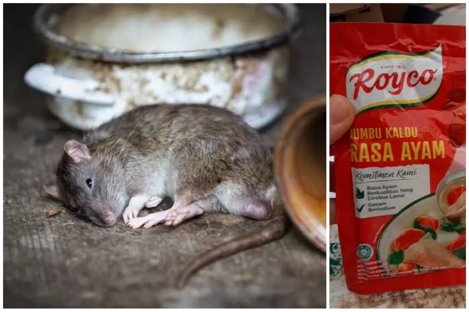 Usir Tikus dengan Royco! Tak Perlu Pakai Racun Mahal atau Perangkap Lagi, Semua Tempat Jadi Aman 