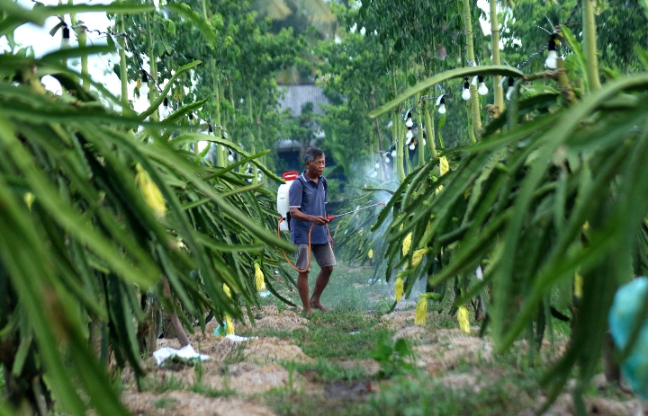 Dari Banyuwangi ke Pasar Lebih Luas, Petani Buah Naga Naik Kelas Berkat Program Klasterku Hidupku BRI