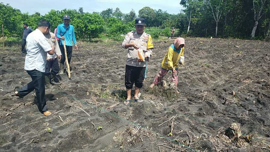 BUMDes Kolaborasi dengan Polsek Gelumbang Tanam Jagung Perdana