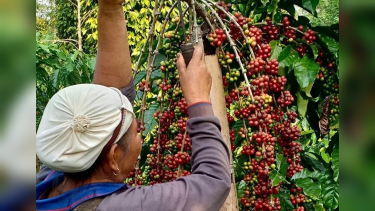 6 Manfaat Baik untuk Kesehatan Minum Kopi Arabika Setiap Hari