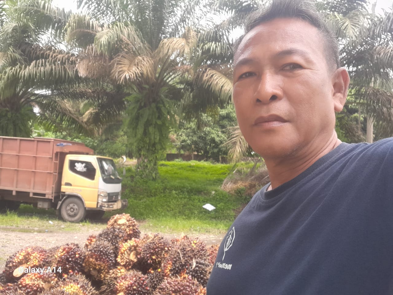 Harga Sawit Naik Tapi Belum Menutupi Biaya Pemupukan