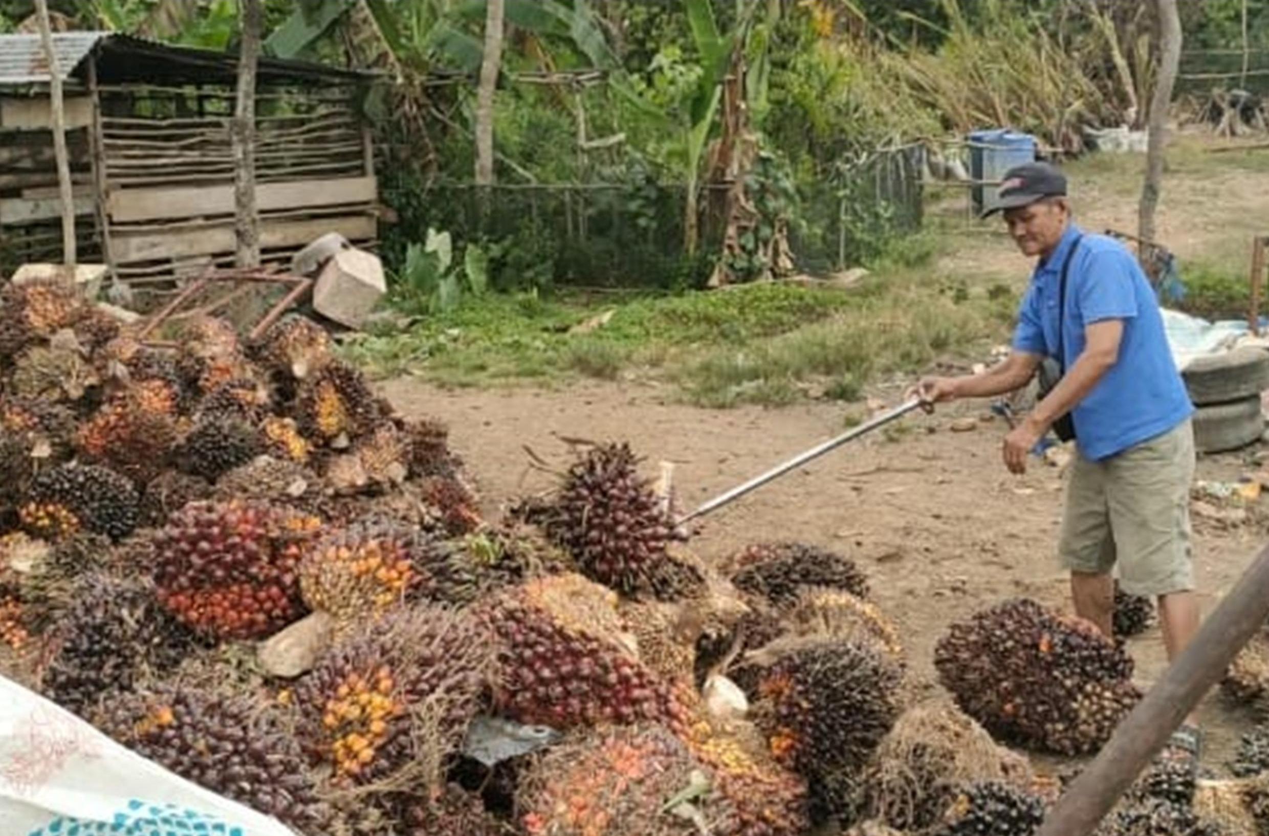 Harga Sawit di Sumsel Naik Jadi Rp2.678,78 per Kg, Petani: Berkah Jelang Ramadan