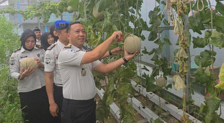 Panen Melon, Lapas Muara Enim Perkuat Ketahanan Pangan