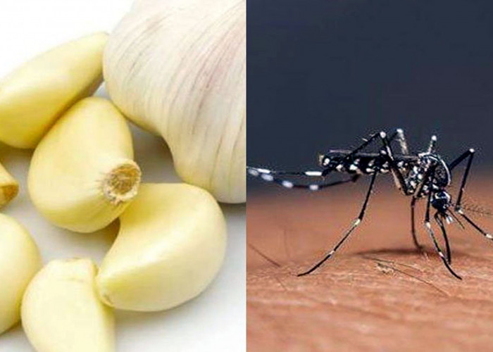 Obat Nyamuk Bebas Asap! Hanya Dengan 2 Bahan Dapur Ini Nyamuk Dijamin Kabur