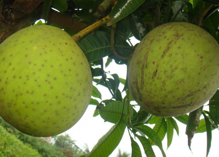 5 Manfaat Buah Kweni untuk Kesehatan yang Jarang Diketahui, Kaya Vitamin dan Antioksidan