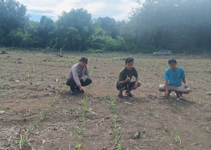 Polisi Pantau Perkembangan Bibit Jagung Program Nasional di Desa Sugihan