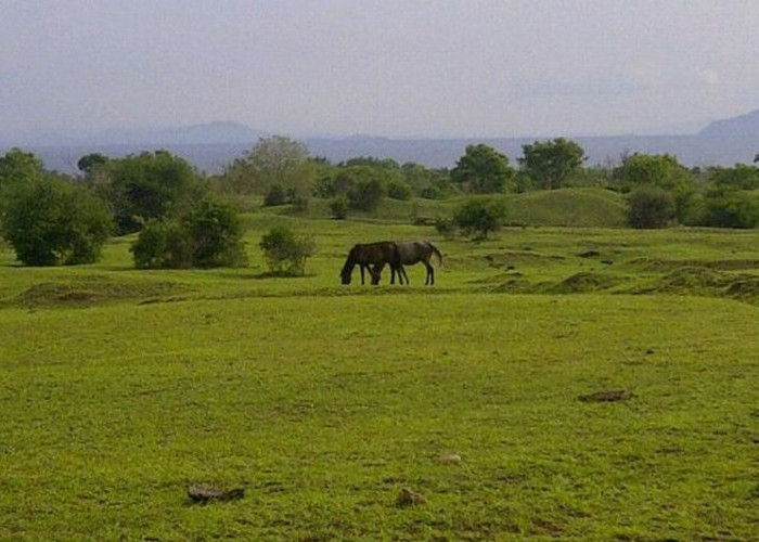 Cuma 30 Km dari Palembang, Ada Tempat Wisata Hits  Padang Savana Ala-ala New Zealand