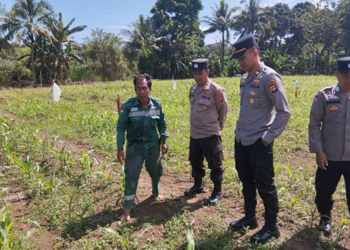 Wujudkan Harapan Lewat Ketahanan Pangan Jagung