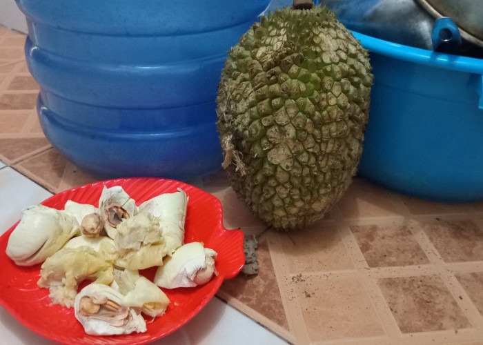 Sekarang Musim Durian, Jangan Asal Santap Aja, Perhatikan Hal Penting Ini