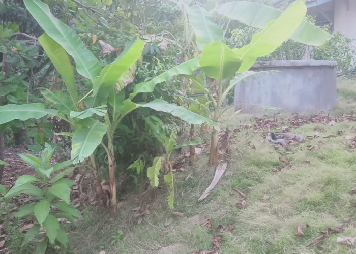 Mitos atau Fakta Tanaman Pisang Tidak Boleh Ada di Pekarangan Rumah karena Sarang Jin