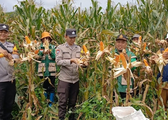 Desa Lubuk Enau Muara Enim Panen Raya Jagung