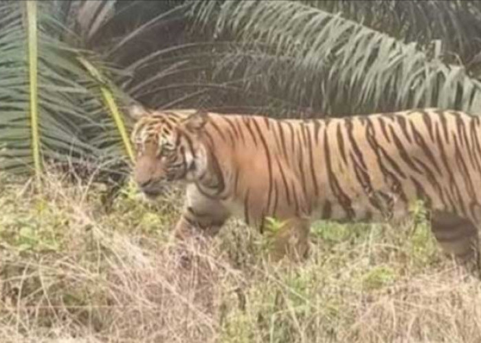 Pekerja Perkebunan Kelapa Sawit di Muratara Sumatera Selatan Diresahkan Kemunculan Sesosok Harimau