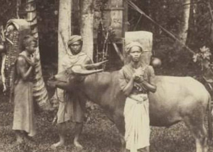 Ternyata Suku Wajak ini Suku Tertua di Indonesia, Sudah ada Sejak 1 Juta Tahun Lalu