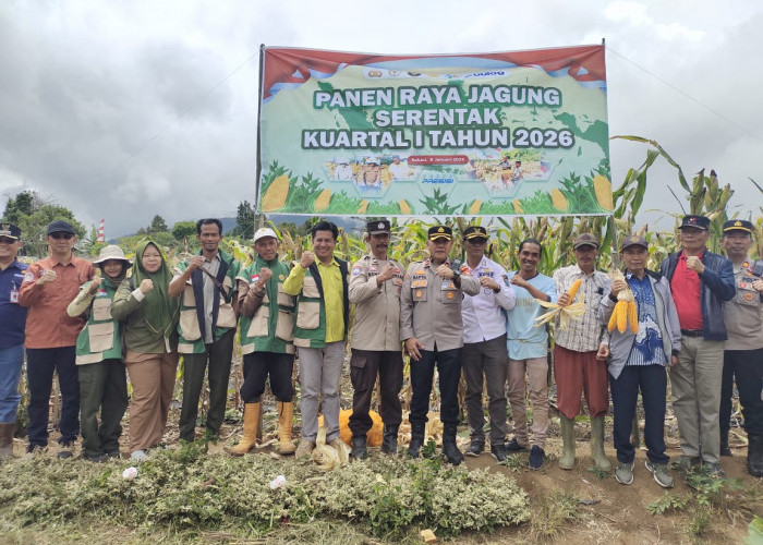 Semangat Tani MEMBARA, Kelompok Tani Tanjung Raya Sukses Panen Jagung