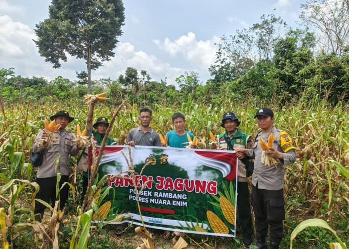 Desa Sugihan Panen Jagung Program Ketahanan Pangan