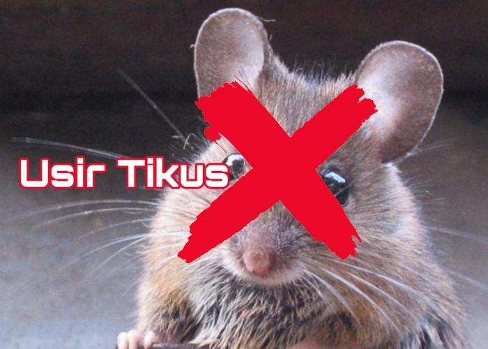 Kulit Jeruk Nipis Jangan Dibuang, Pakai Saja untuk Usir Tikus, Dijamin Gak Baik Lagi