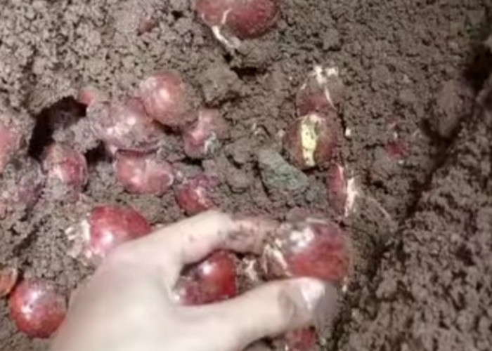 Yuk Kenali, Berikut Efek Keracunan Jengkol