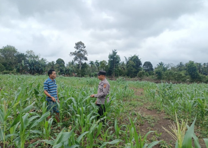 Anggota Polsek Rambang Pastikan Pertumbuhan Tanaman Jagung Berjalan Optimal