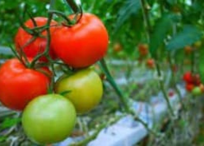 10 Manfaat Tomat yang Harus Anda Ketahui, Selain untuk Wajah Tomat Juga Baik untuk tubuh