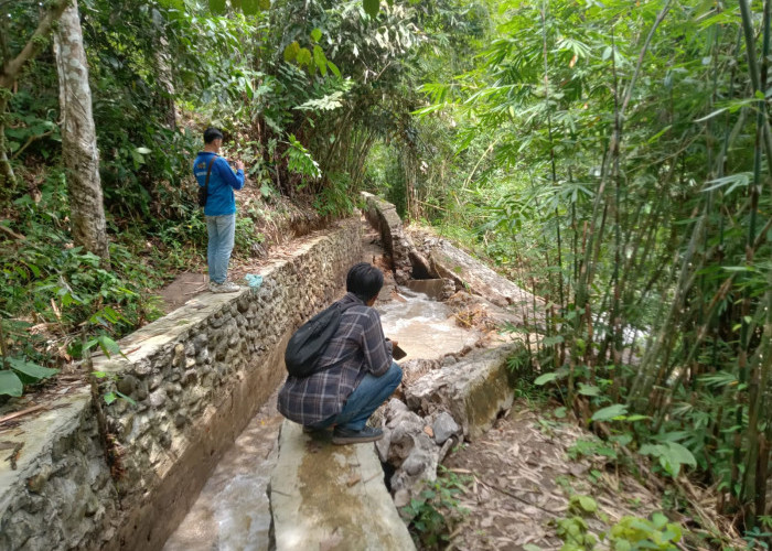 Siring Irigasi di Muara Enim Ini Ambruk, Seluas 63 Hektare Sawah Gagal Tanam