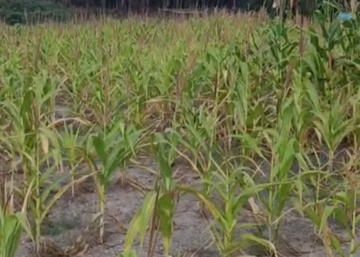 Musim Kemarau, Pertumbuhan Jagung di Daerah Ini Kurang Optimal