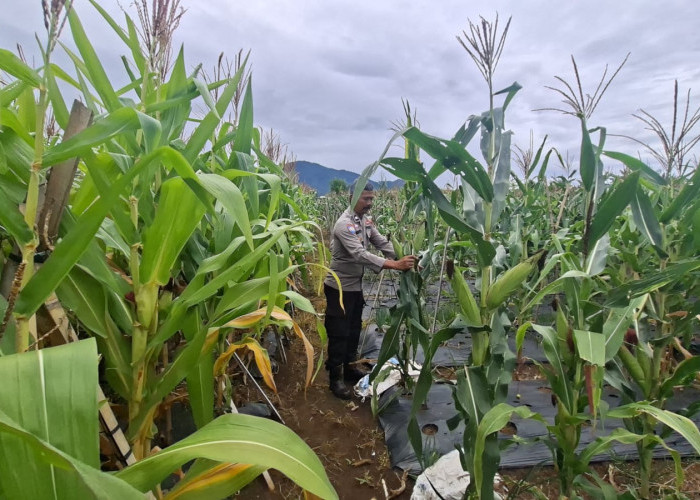 Komoditas Jagung di Pagar Agung Siap Panen