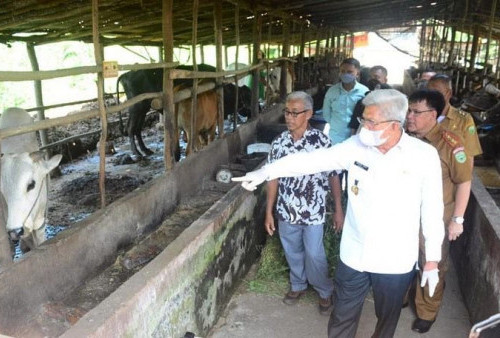 Cegah Wabah PMK pada Sapi, Pemprov Sumsel Sebar 12 Ribu Vaksin