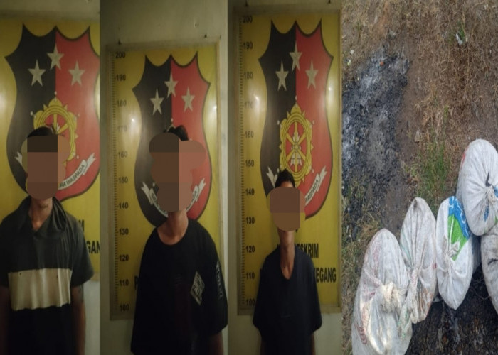 Curi 250 Kg Brondolan Sawit, 3 Pelaku Ditangkap Team Trabazz Polsek Gunung Megang
