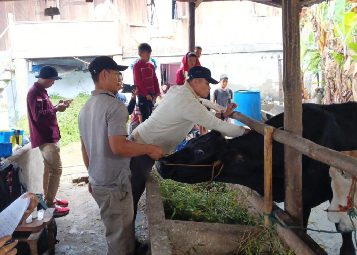 Dinas TPHP Muara Enim Pastikan Hewan Kurban Sehat dan Layak