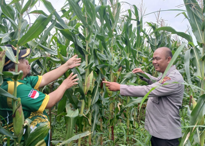 Pastikan Program Ketahanan Pangan Berjalan Optimal