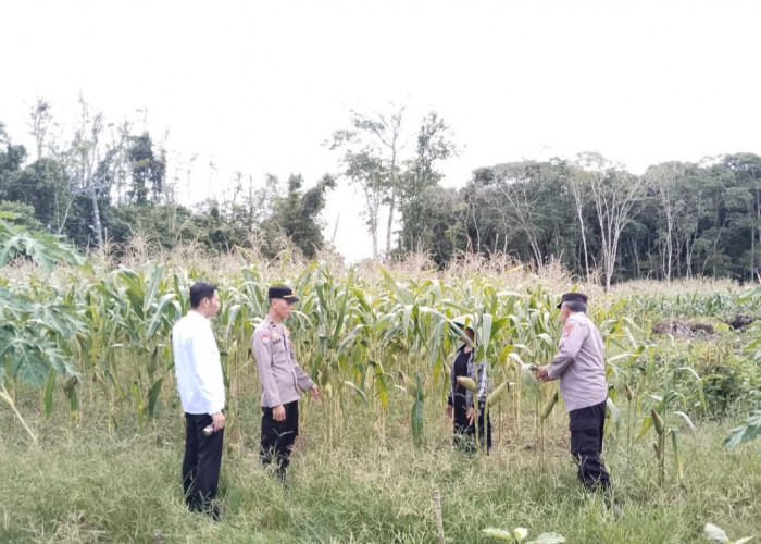 Potensi Panen Jagung 10 Ton Perkuat Ketahanan Pangan