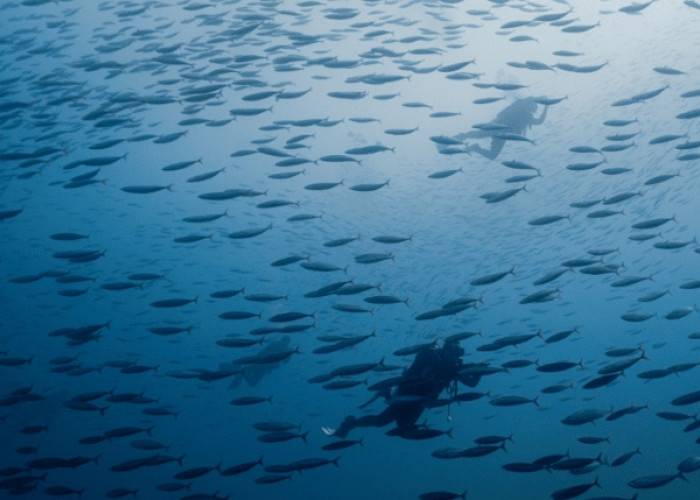 Menyibak Keajaiban Biota Kunci Kepulauan Tersembunyi Beranda Nusantara