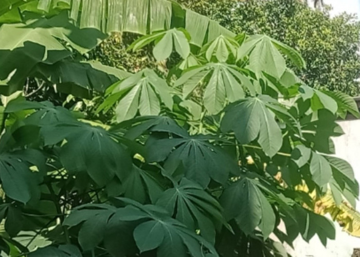 Jika Diolah dengan Benar, Daun Singkong Karet Memiliki 6 Manfaat untuk Kesehatan