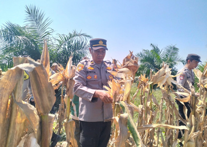 Polsek Gunung Megang Bersama Petani Panen 4 Ton Jagung di Desa Penanggiran